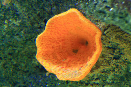 shellの写真素材