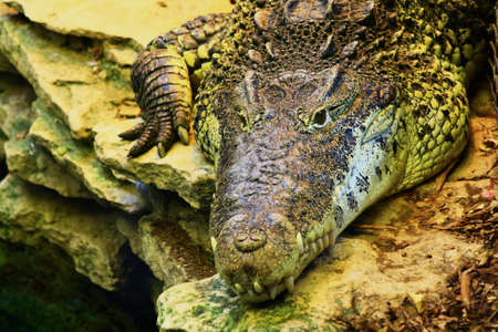 crocodile の写真素材