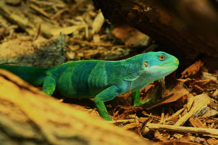 lizardの写真素材