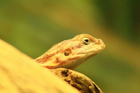 lizard