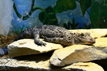 crocodileの写真素材