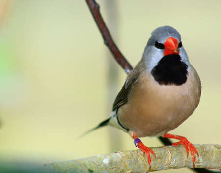 bird