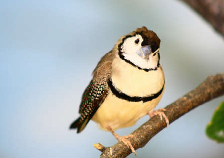 bird on treeの写真素材