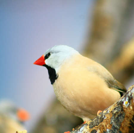 bird on a treeの写真素材