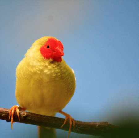 bird on a treeの写真素材