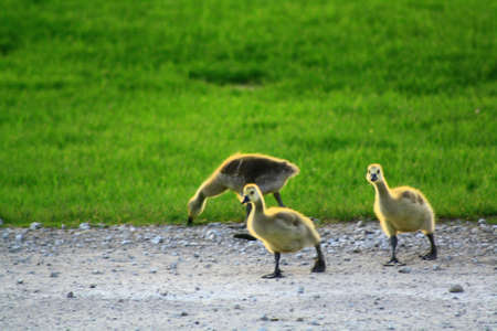 goose chicksの写真素材