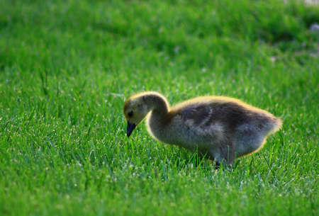 goose chickの写真素材