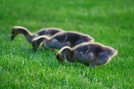 goose chicksの写真素材