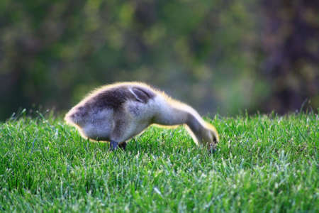 goose chickの写真素材