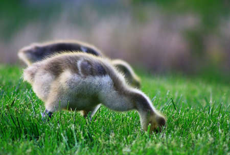 goose chicksの写真素材