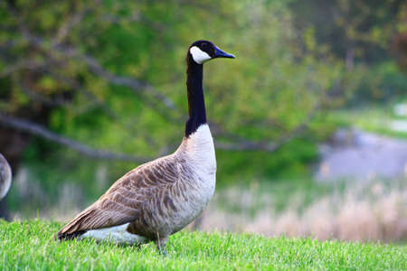 goose