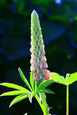 flowerの写真素材