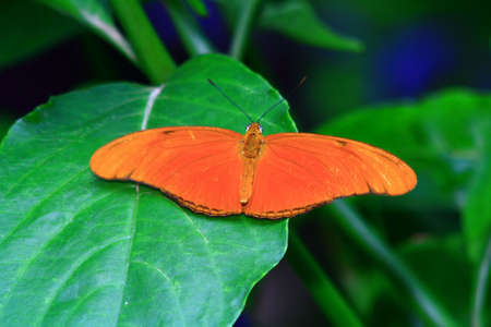 butterfly