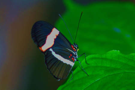 butterfly