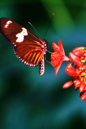 butterfly