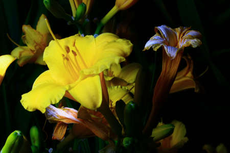 yellow flowerの写真素材