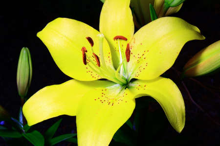 yellow flowerの写真素材