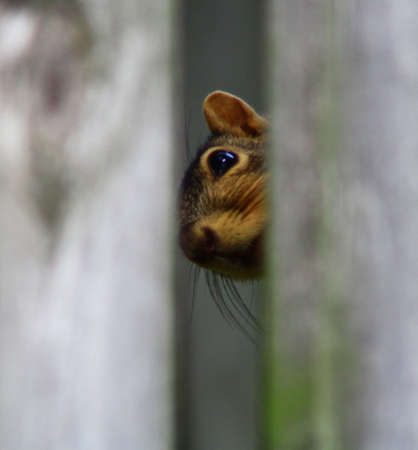 squirrelの写真素材