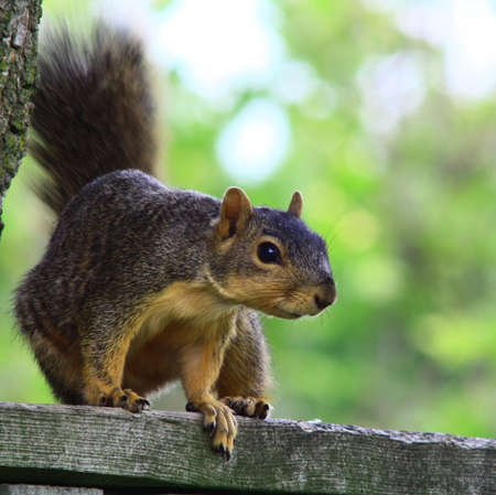 squirrelの写真素材