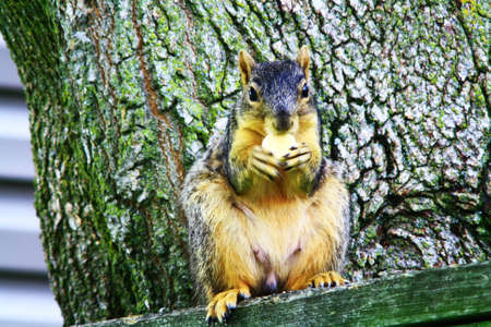 squirrelの写真素材