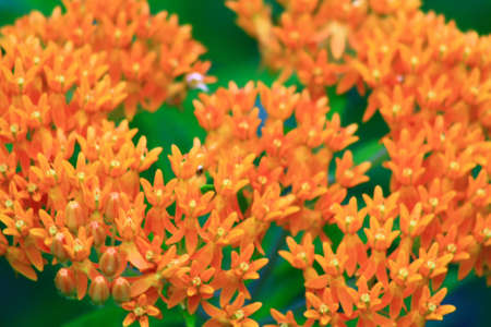 orange flowerの写真素材