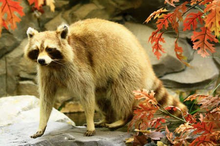 racoonの写真素材