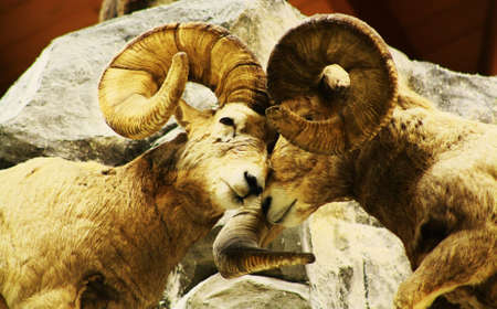 two rams fightingの写真素材