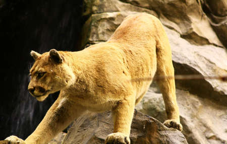 mountain lion strechingの写真素材