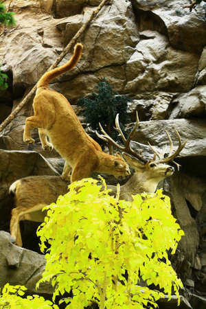 mountain lion attaking a deerの写真素材