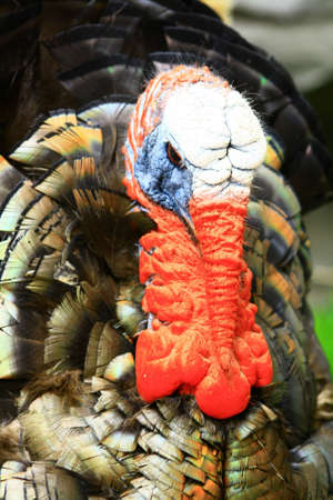 wild turkey