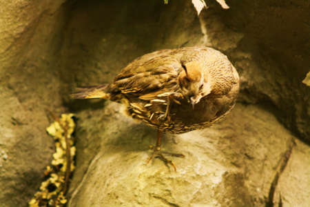 bird