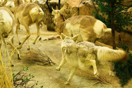 wolf chasing deerの写真素材