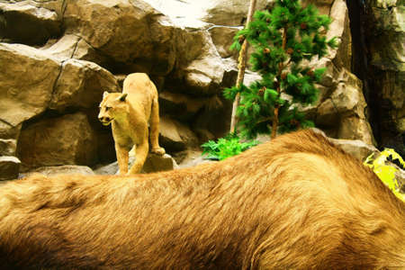 mountain lionの写真素材