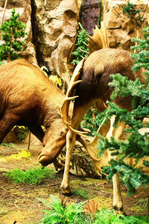 moose fighting