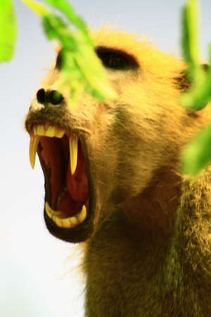 baboon screeming