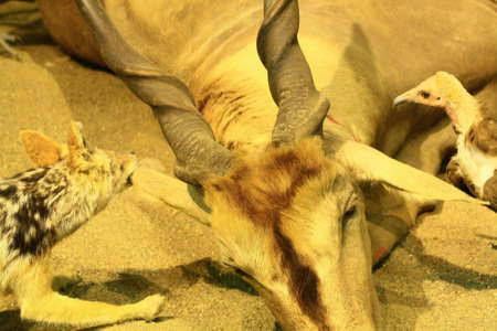 animals eating