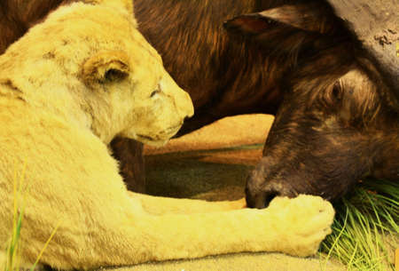 lions huntingの写真素材