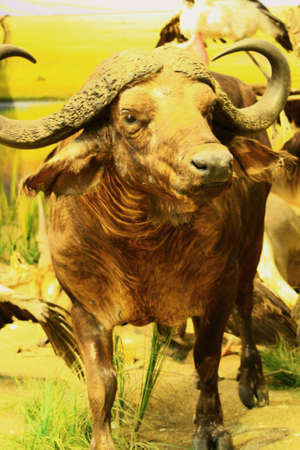 buffalo