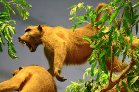 baboon screaming