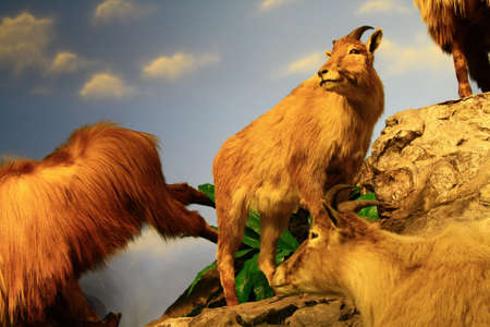 mountain goats