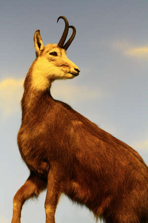 mountain goat