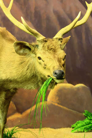deer の写真素材