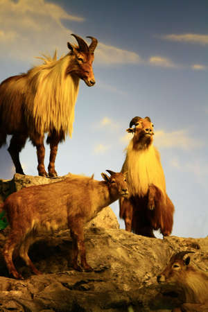 mountain goat