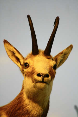 wild goat