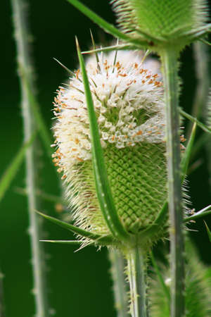 plants