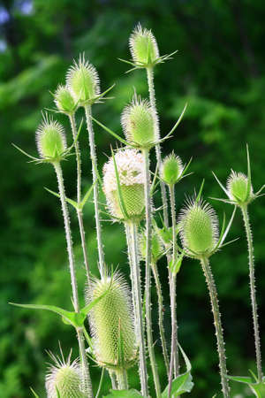 plantsの写真素材