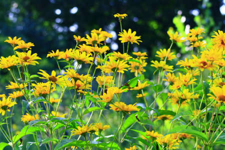 flower fence