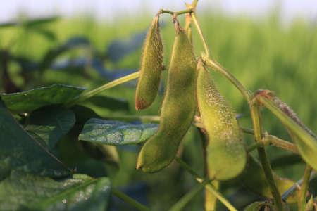 a sprig of light green soybean in the morning ready for harvestの写真素材