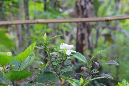 photo of a white jasmine flower from various anglesの写真素材
