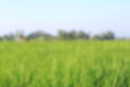 rice field plant blur background in the morningの写真素材